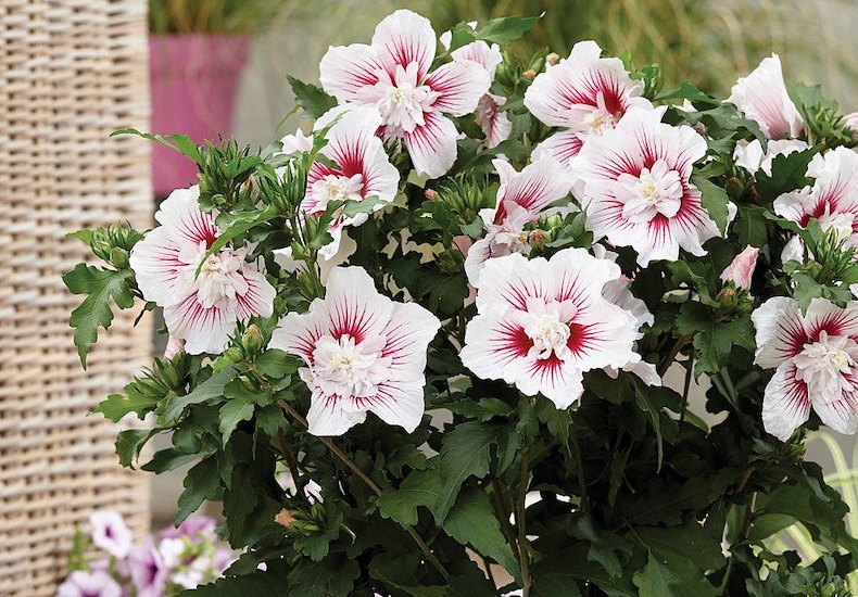 hibiscus starburst chiffon