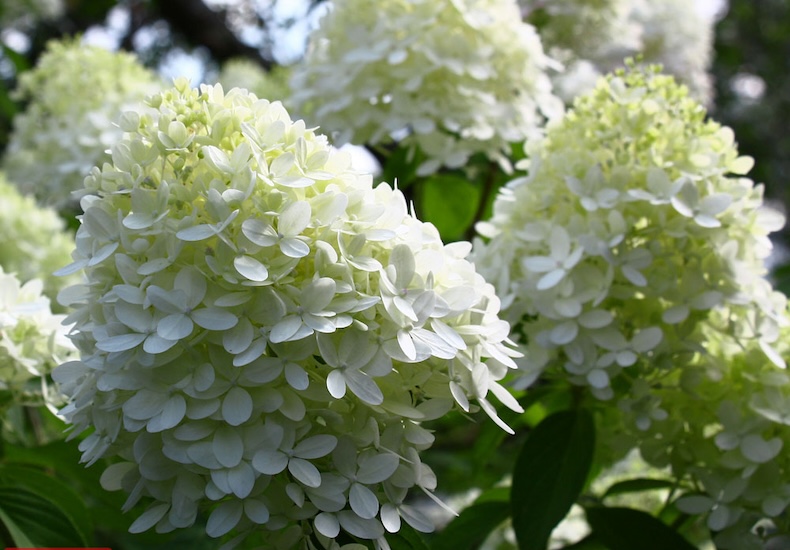 hydrangea paniculata limelight