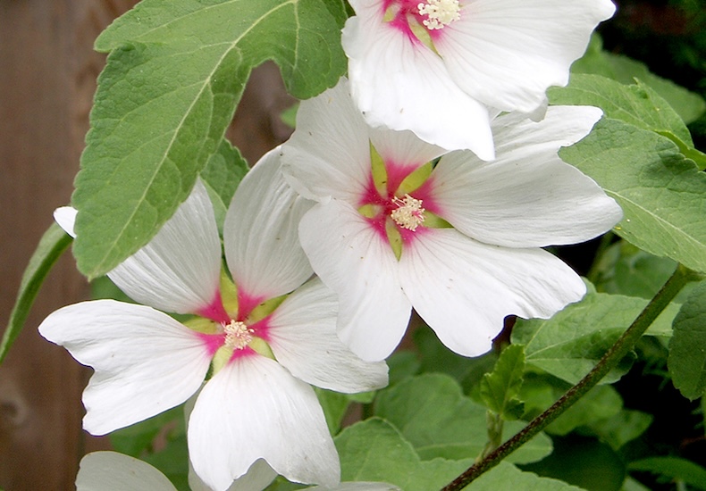 lavatera x clemetii-barnsley