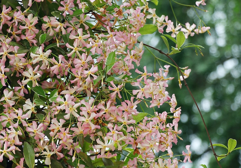 Trachelospermum jasminoides 'Star of Milano'