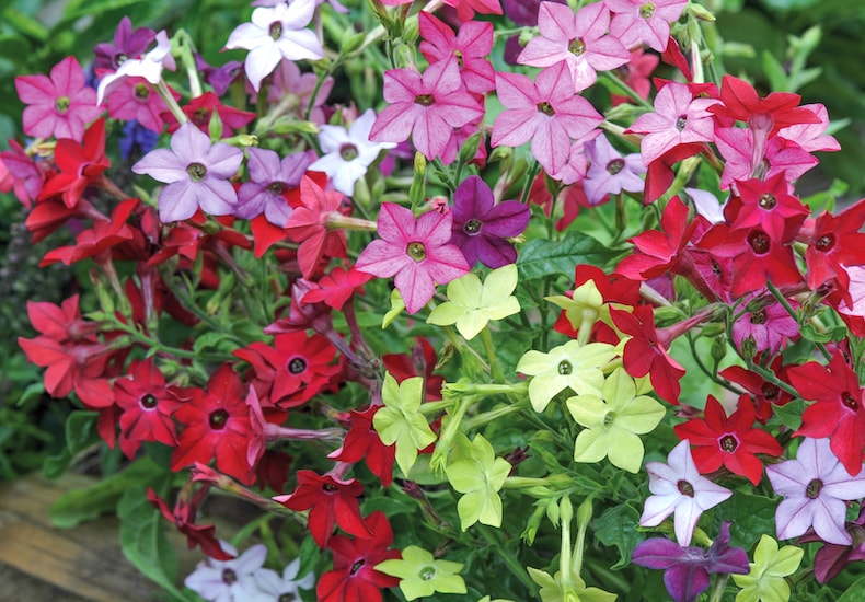 Multicoloured nicotiana flowers