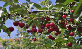 Top 10 Fruit Trees