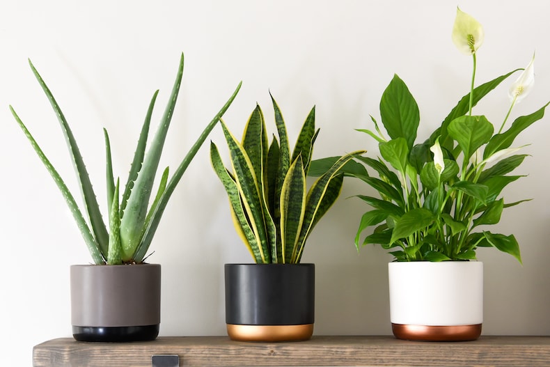 10 Indoor Plants & Planters