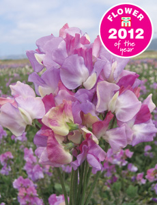 Sweet Pea 'Prima Ballerina'