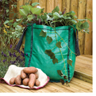 Sweet Potato Patio Planter Collection - Save �6.99