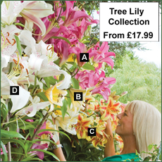 Tree Lily® Collection - From £17.99