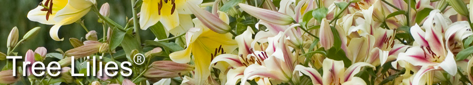 Grow Your Own Tree Lilies®