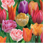 Tulips Lucky Dip - ONLY  £5.99