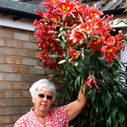 Jean Tasker's Lillies