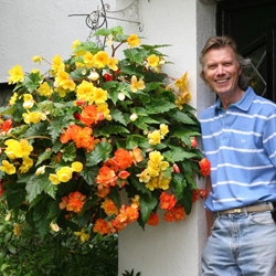 Mark Webbs' Begonia Apricot Shades