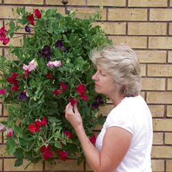 Mrs Olwyn Asher's - Sweet Peas