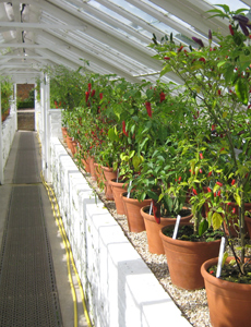 West Dean Chilli Pepper Glasshouse