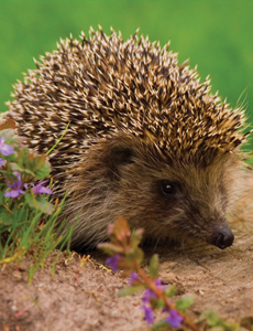 Encouraging Wildlife in your Garden | Thompson & Morgan